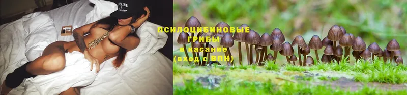 наркошоп  Кизилюрт  Галлюциногенные грибы Magic Shrooms 